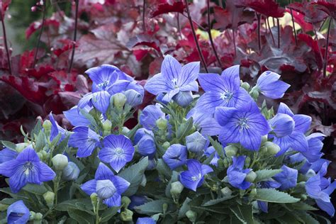 Are Balloon Flowers Perennials? Exploring the Whimsical World of Floral Permanence