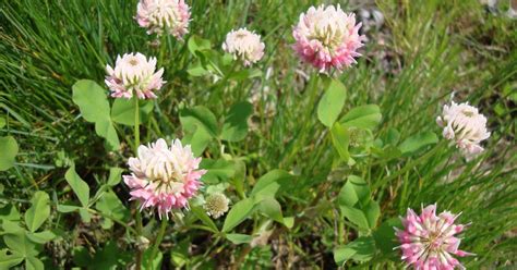 Are Clover Flowers Edible? Exploring the Culinary and Medicinal Uses of Clover