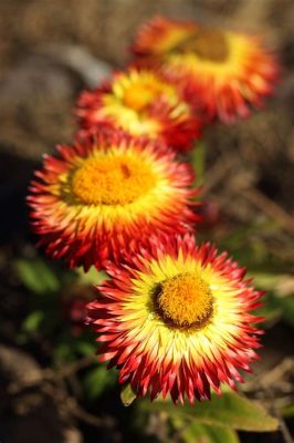 Are Straw Flowers Perennials: A Journey Through Time and Imagination