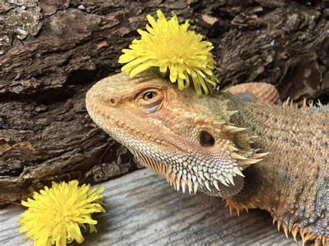 Can Bearded Dragons Eat Flowers? And Why Do They Dream of Flying Cacti?