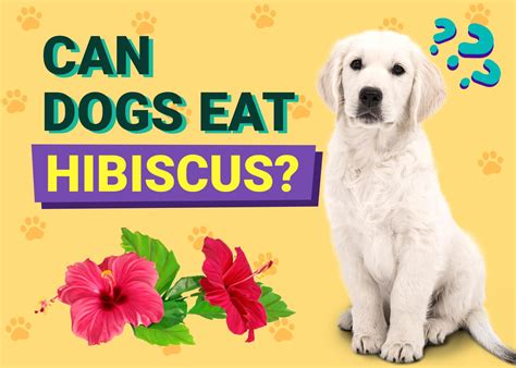 Can Dogs Eat Hibiscus Flowers? And Why Do They Bark at the Moon?