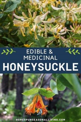 Can You Eat Honeysuckle Flowers? Exploring the Culinary and Medicinal Potential of Nature's Sweet Blossoms