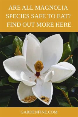 Can You Eat Magnolia Flowers? Exploring the Edible and Inedible Aspects of Nature's Blooms