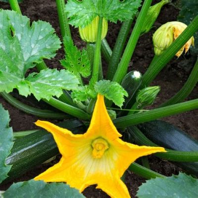 Can You Eat Zucchini Flowers? Exploring the Culinary Delight and Beyond