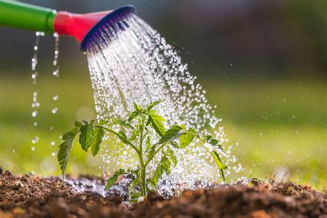 Can You Water Flowers in the Sun? And Why Do Clouds Sometimes Look Like Cotton Candy?