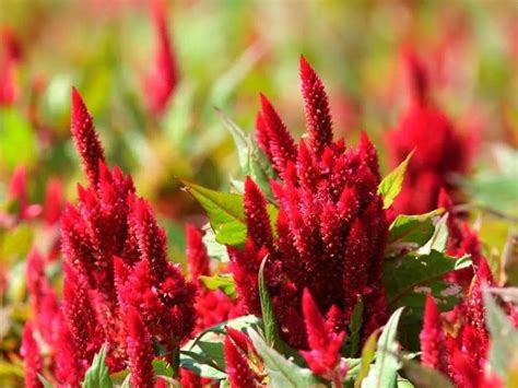 Do Deer Eat Celosia Flowers? Exploring the Unlikely Connection Between Wildlife and Garden Aesthetics