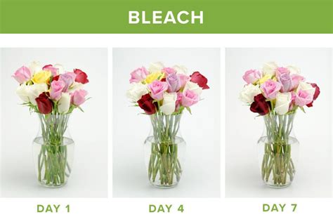 Does Bleach Help Flowers Last Longer? Exploring the Unlikely Connection Between Household Cleaners and Floral Longevity