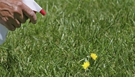 How Long After Weed Killer Can I Plant Flowers: A Guide to Timing and Safety