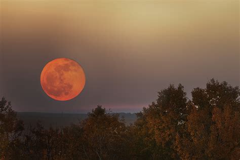 How Long Does It Take for Flowers to Bloom, and Why Do They Sometimes Whisper Secrets to the Moon?