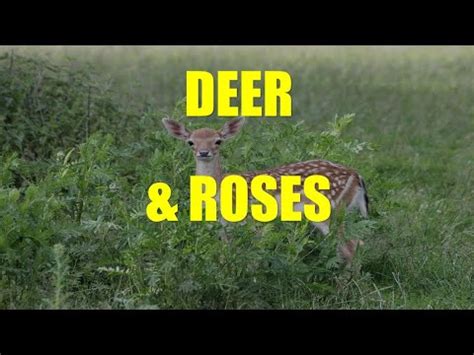 How to Keep Deer from Eating Flowers: A Symphony of Chaos and Order