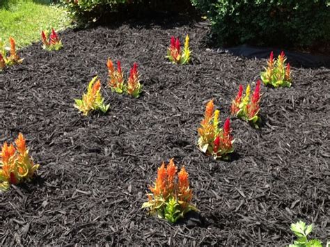 How to Plant Flowers in Mulch: A Guide to Gardening with a Twist of Whimsy