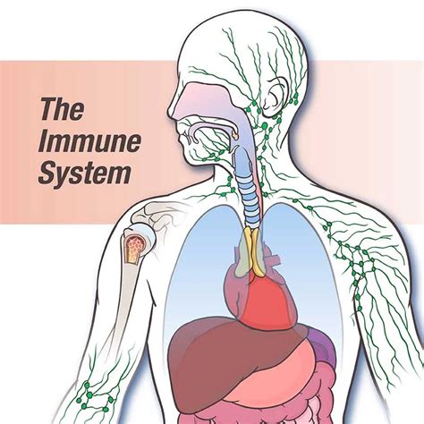  Immunities: A Journey Through History and the Making of Our Immune System 