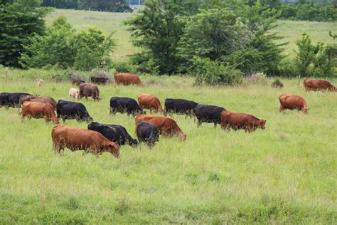 Is Livestock Ranching Intensive or Extensive: A Journey Through the Grazing Fields of Thought