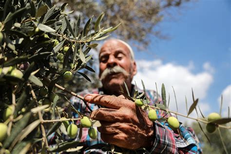  《Olive Trees and Honey》：探索土耳其文化與歷史的甜蜜之旅