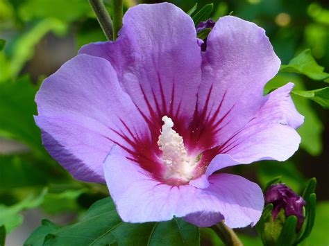  《Purple Hibiscus》: 關於愛與壓迫，一朵在尼日利亞土地上綻放的紫羅蘭