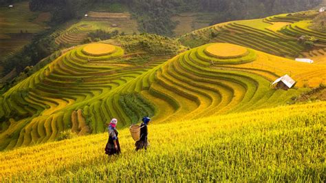  「Rice: A Vietnamese Culinary Journey」：香氣四溢的稻田物語，品味越南的農耕智慧