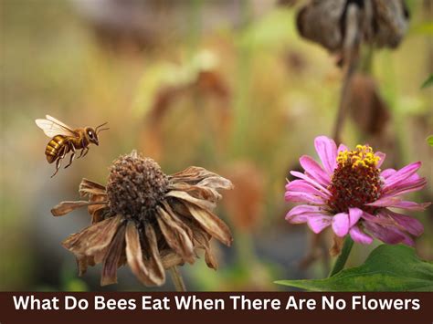 What Do Bees Eat When There Are No Flowers? And Why Do They Sometimes Dream of Electric Sheep?