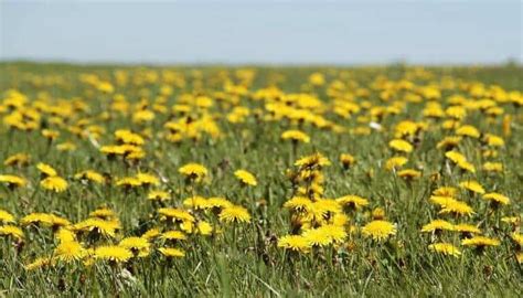 What Do Dandelion Flowers Taste Like? And Why Do They Remind Me of Forgotten Dreams?