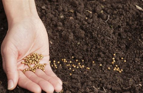 What Does Sow Mean in Gardening? Exploring the Seeds of Thought