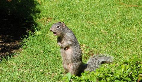 What Flowers Can I Plant Now in Georgia? And Why Do Squirrels Love Sunflowers So Much?