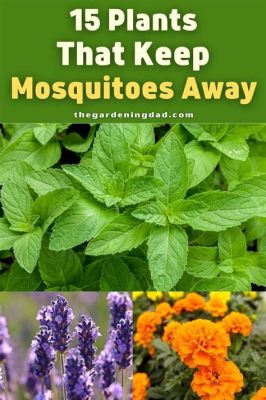 What Flowers Keep Mosquitoes Away: A Fragrant Solution to a Pesky Problem