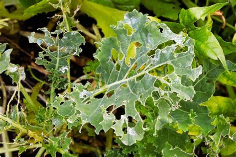 What is Eating My Flowers: A Symphony of Chaos in the Garden