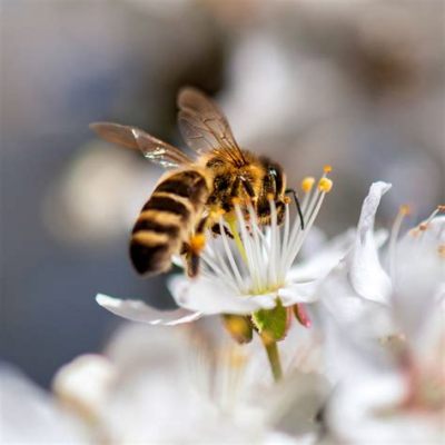 What is the relationship between bees and flowers, and how do they dance under the moonlight?