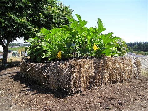 What Kind of Fertilizer to Use in Straw Bale Gardening and Why Pineapples Might Be the Secret Ingredient