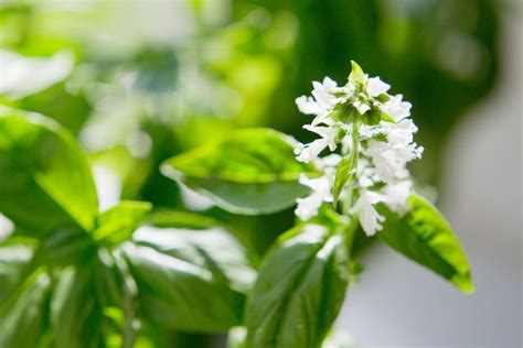 What to Do If Basil Flowers: A Guide to Managing Basil Blooms and Beyond