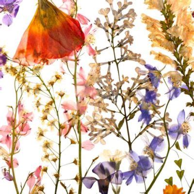 What to Do with Dried Flowers: A Symphony of Creativity and Chaos