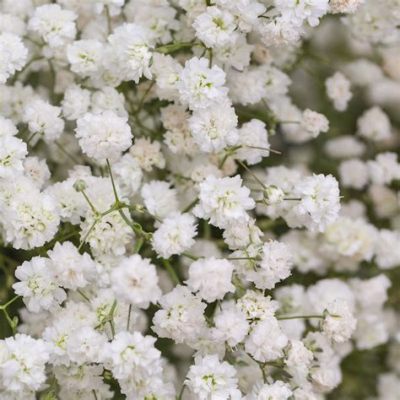 Where to Buy Baby Breath Flowers and Why They Might Be the Secret Ingredient to Your Next Culinary Masterpiece