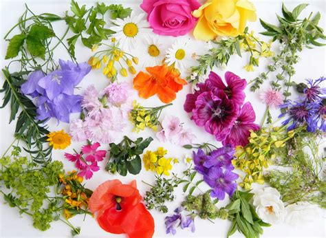 Where to Find Edible Flowers and Why They Might Be Hiding in Your Dreams